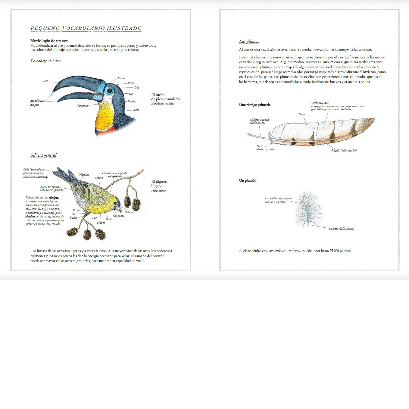 Inventario Ilustrado de Aves Inventario Ilustrado de Aves
